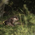 Lovely portrait of otter Mustelidae Lutrinae in Summer sunlight on lush grass