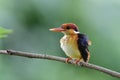 Lovely puffy feathers bird perching on tree branch while swimimg in stream