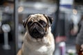 Lovely pug with blinking eye is sitting in front of a shopwindow. Royalty Free Stock Photo