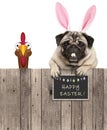 Lovely pug dog with easter bunny ears diadem and chicken, with sign saying happy easter
