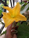 Lovely pumpkin flower stock photography