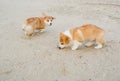 Lovely puppies play in sand