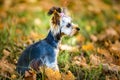 Lovely puppy of female Yorkshire Terrier small dog on the autumn grass