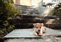 Lovely puppy in front of stair in the park