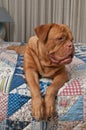 Lovely puppy laying in bed with patchwork quilt