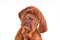 Lovely Puppy Portrait Royalty Free Stock Photo