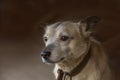 Lovely puppy portrait outdoors at sunset. Puppy resting on backyard. Cheerful young dog posing in the street on sunset lights Royalty Free Stock Photo