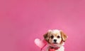 Lovely puppy portrait on pink background, cute dog with heart balloon for Valentine day, studio shot with copy space Royalty Free Stock Photo