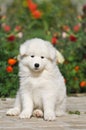 Lovely puppy portrait Royalty Free Stock Photo