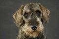 Lovely puppy wired hair dachshund portrait in gray photo studio