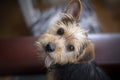 Cute Yorkshire Terrier puppy looking at the camera
