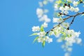 Lovely Pure White Sakura on blue sky background