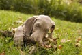 Lovely purebred Weimaraner puppy biting wooden stick on green lawn. Portrait of weimar dog pet playing with wooden stick. Royalty Free Stock Photo