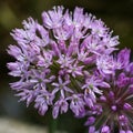 Those lovely purple balls in the garden are cultivated onions Royalty Free Stock Photo