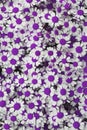 Lovely purple blossom daisy flowers background