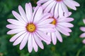 Lovely purple daisy like flower with beautiful petals