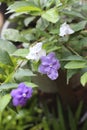 Purple flower in the garden Royalty Free Stock Photo
