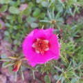 Lovely purple flower in my garden