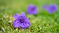 Lovely Purple Flowers	Blurred Background Royalty Free Stock Photo