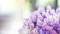 Lovely Purple Flowers	Blurred Background Royalty Free Stock Photo