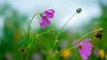 Lovely Purple Flowers	Blurred Background Royalty Free Stock Photo