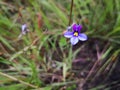 Lovely purple flowers with vivid colors growing wild Royalty Free Stock Photo