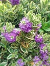 Lovely purple Hebe Addenda flowers commonly known as Shrubby Veronica`s