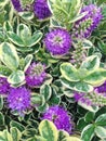 Lovely purple Hebe Addenda Speciosa flowers