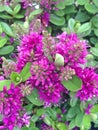Lovely purple Hebe flowers blooming in the autumn season
