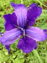 purple iris flower with water drops after the rain Royalty Free Stock Photo