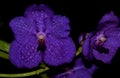 Lovely Purple Orchids with dark evening background Royalty Free Stock Photo
