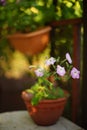 Lovely purple petunia flowers grow in a clay pot in a summer garden Royalty Free Stock Photo