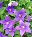 Lovely purple Platycodon Balloon flower plants