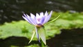 lovely purple water lilli swatting in the wind in a Sydney Park Pond NSW Australia