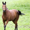 Lovely Quarter Horse