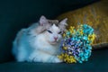 The lovely ragdoll cat is sitting on the sofa