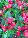 Lovely red Anthurium flowers with bright green leaves Royalty Free Stock Photo