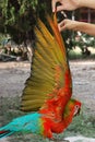 Lovely red and blue macaw parrot,Hand wings of bird raised. Royalty Free Stock Photo
