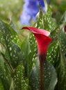 Lovely Red Calla Lily in Soft Focus Garden