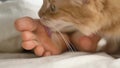 Lovely red cat licks bare sole of person lying in large bed
