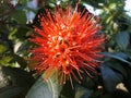 Shining red Combretum erythrophyllum