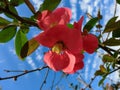 Lovely red flowers of the Japanese apple tree against the blue sky.