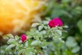 Lovely red flowers. Red roses. Garden roses with green leaves. Flower`s buds of roses. Closed pink petals of flowers bud Royalty Free Stock Photo