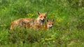 Lovely red fox mother and cub looking into camera on a green meadow in nature
