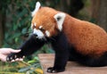 Red panda shaking hand with human Royalty Free Stock Photo