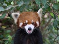 Lovely red panda in Hong Kong Royalty Free Stock Photo