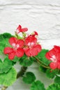 Lovely red Pelargonium Geranium flowers, close up. Vertical photography, selective focus Royalty Free Stock Photo