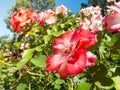 Lovely red pink petal of rose flower in spring season at a botanical garden. Royalty Free Stock Photo