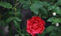 lovely red rose Royalty Free Stock Photo