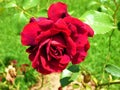 A lovely red rose Royalty Free Stock Photo